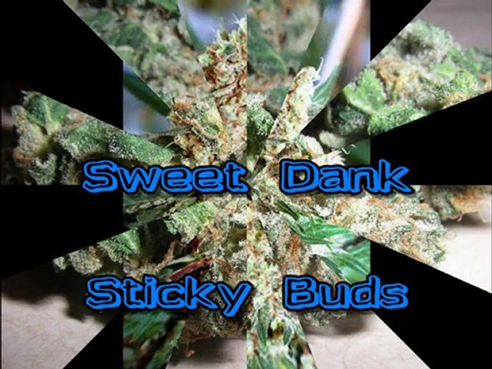 Where to Find Marijuana Seeds 7