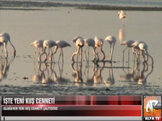 İşte Yeni Kuş Cenneti