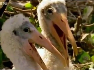 Hilarious British Animal Voiceovers