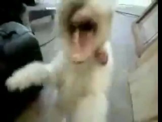 Heavy metal epic dog face!!!!!