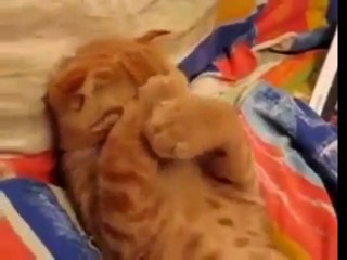 Sleepy Kitty Hates Morning Light