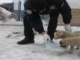 Yaralı Yavru Köpeğe Polis Sahip Çıktı