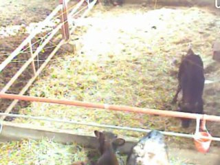 20120303 0703　「希望の牧場」ふくちゃんが自力で立った