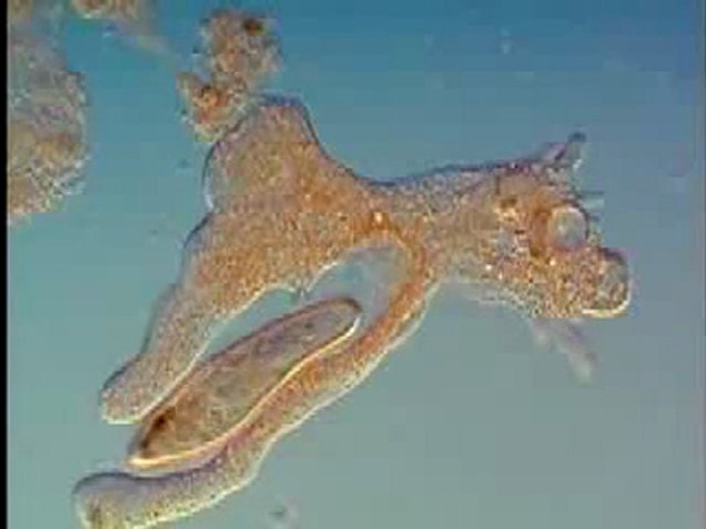 Гигантская амеба