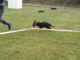 GINA du SAVAGE GARDEN 3 mois à son 1er entrainement aux allures