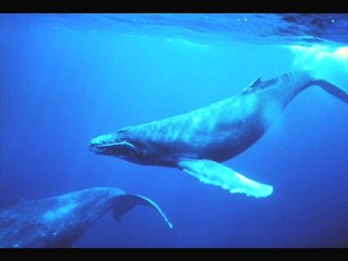 Le Chant des Baleines ))