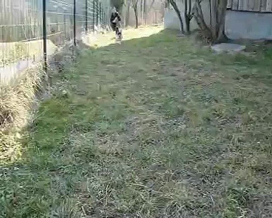 3 mars 2012 : rappel chiots : Ginseng et Gi'King