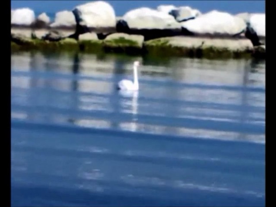 Un cigno in mare
