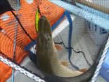 Terkos gölünde 6kg Turna balığı avım