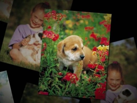 Dog Boarding Savage MN