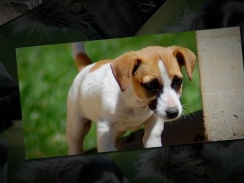 Dog Boarding Bloomington MN