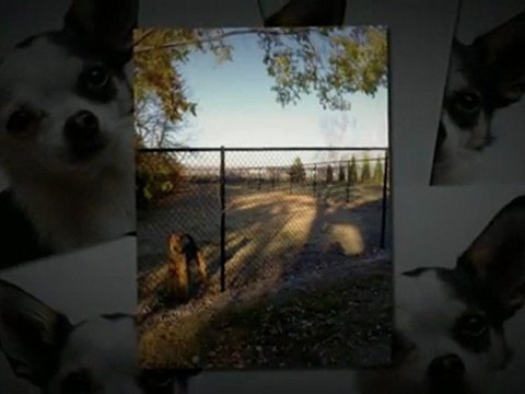 Dog Boarding Burnsville MN