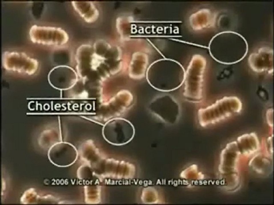 Real Blood Cells Before and After Taking Goji Berry