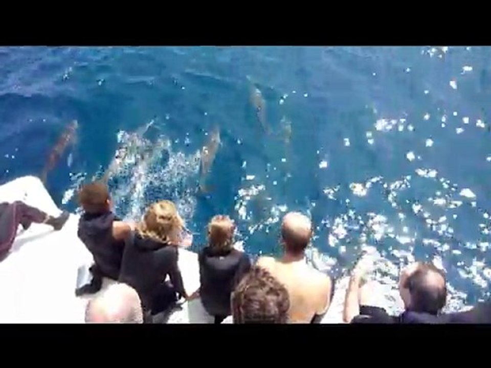 Delphinus et Homo Delphinus avec Aquanature et Club Apnea, passe de Boulari