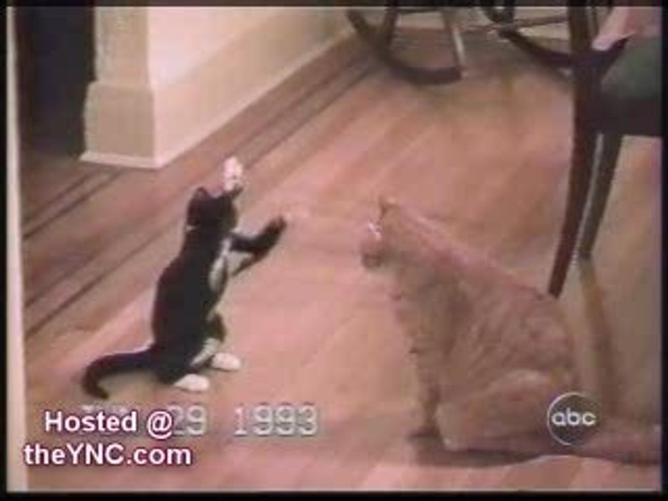 funny-cats-2[1]