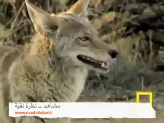 يدافع عن نفسه بإخراج الدم من عينه .. سبحان الله