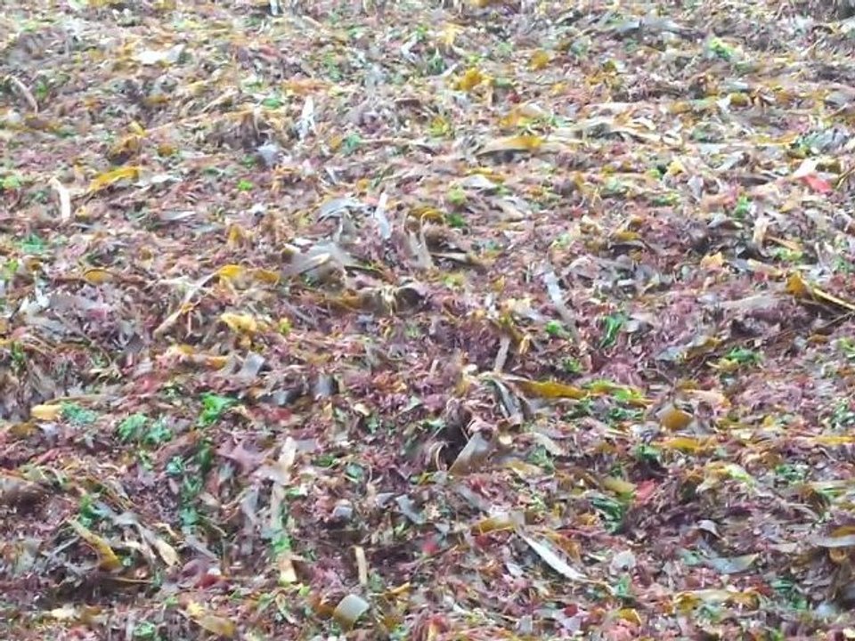 Sargaco na praia de apulia, agosto 2012