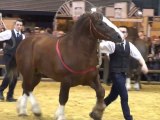 Le concours du Cheval Breton au Salon de l'Agriculture