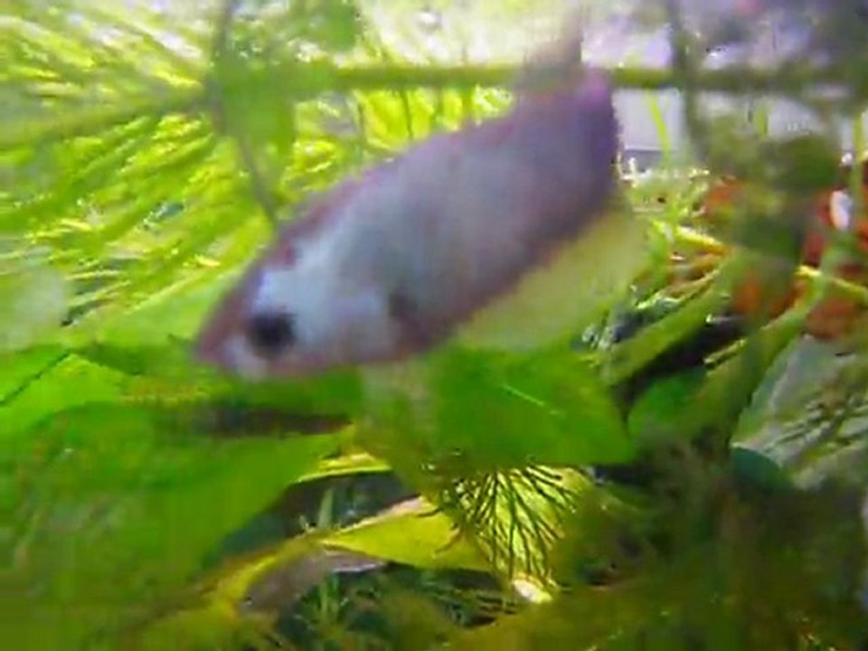 Mes femelles plakat nées les 26 octobre et 2 novembre 2011