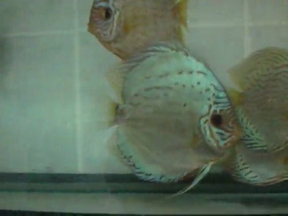 Altum Flora damızlık gurubum