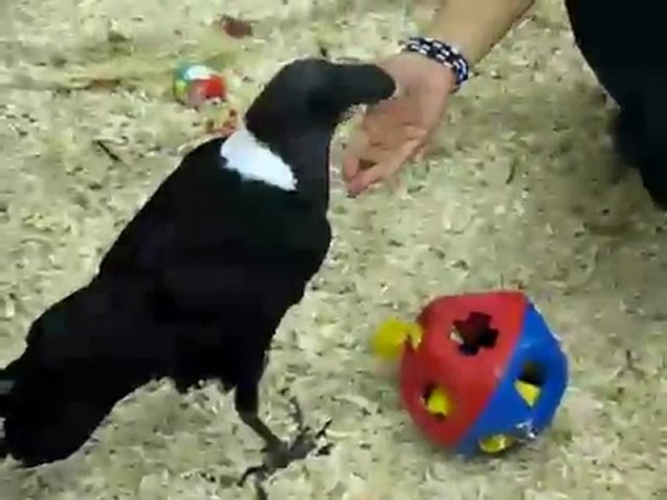 Kluger vogel löst puzzle