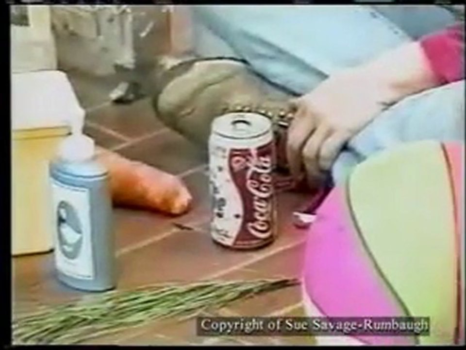 Affe entwickelt neue Sätze und beherrscht unsere Sprache