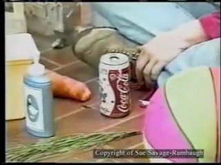 Affe entwickelt neue Sätze und beherrscht unsere Sprache