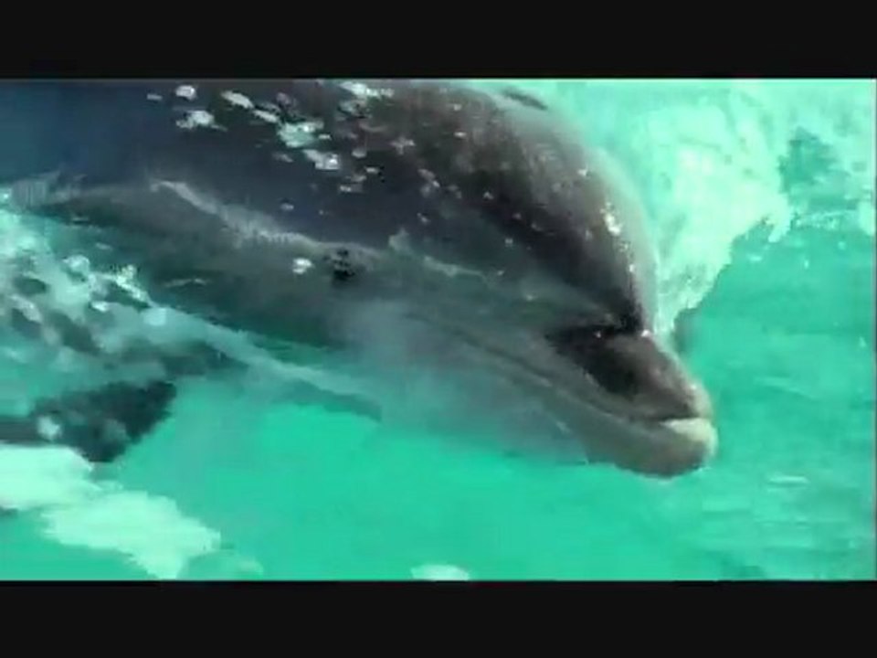 BBC - Delfine sind gute Denker (Teil 1)