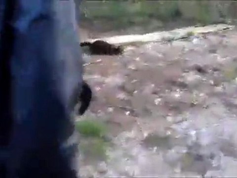 Bretzel mon vison suit Delta la visonne 26/11/2011 / 2 minks runs