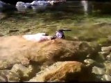 Bretzel mon vison nage dans le courant au Loup 02/10/2011 / my pet mink swim