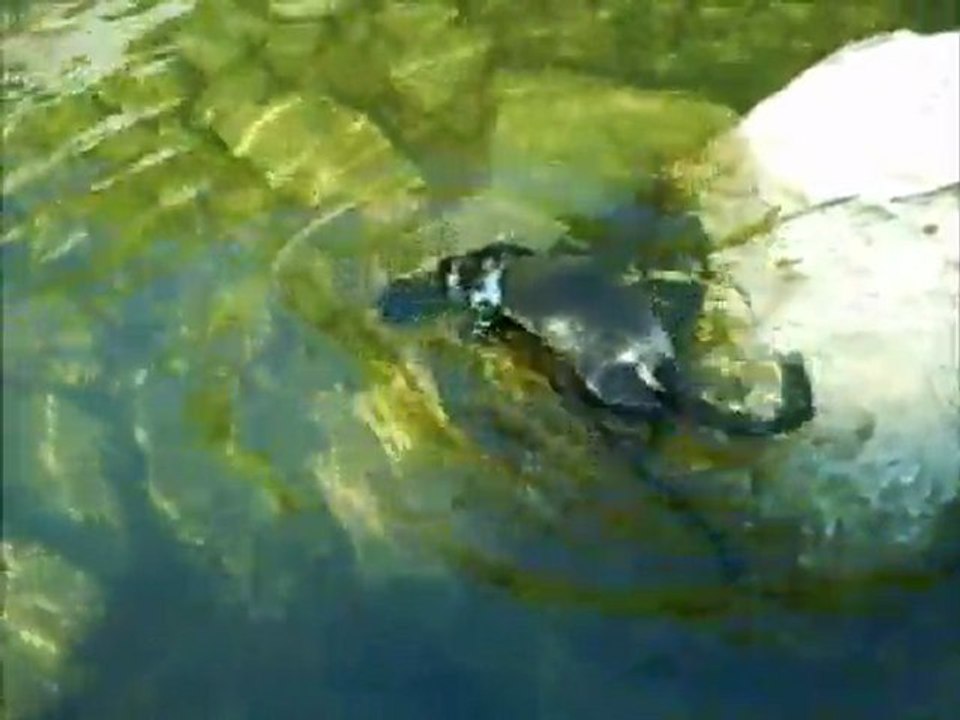 Bretzel mon vison au cap d'antibes 19/09/2010 / my pet mink