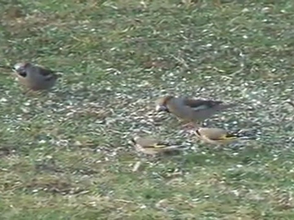 Des gros-becs casse-noyaux