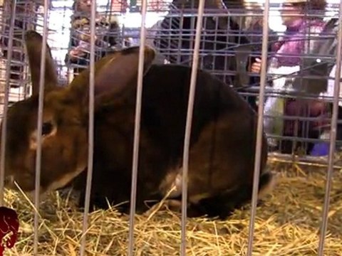 Salon de l'agriculture visite + rassemblement contre l'exploitation animale (03.03.2012)