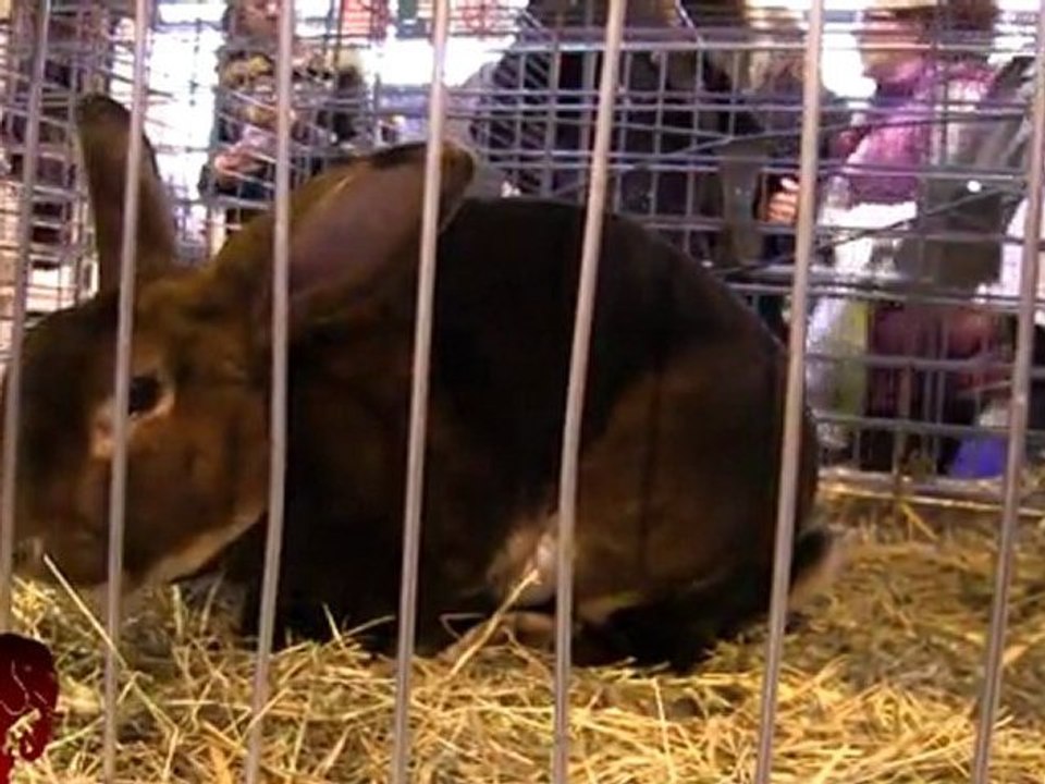 Salon de l'agriculture visite + rassemblement contre l'exploitation animale (03.03.2012)