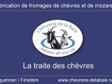 Dans la chevrerie