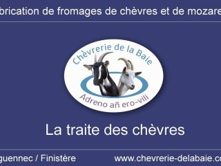 La traite des chèvres à la Chèvrerie de la Baie - Tréguennec