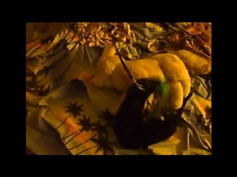 Bretzel mon vison joue avec son dauphin été 2010 / my pet mink play