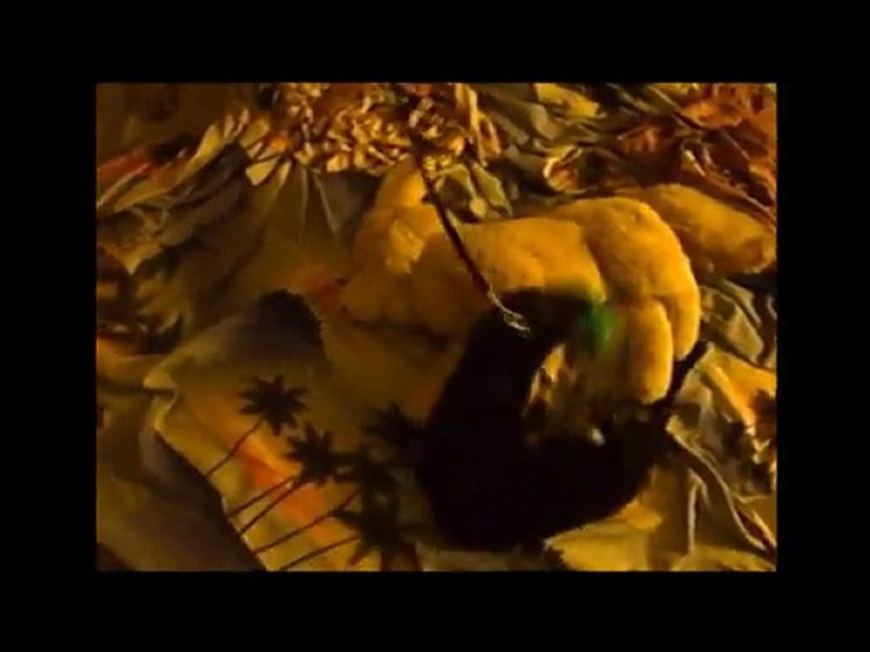 Bretzel mon vison joue avec son dauphin été 2010 / my pet mink play