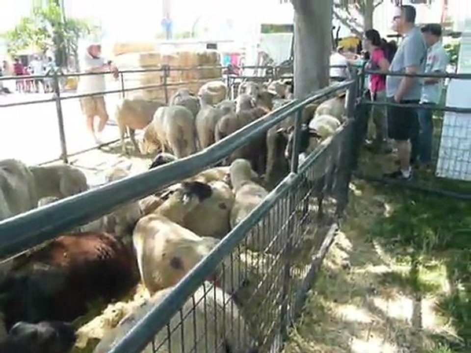 2010 :  FAIR PLEASANTON 028