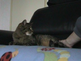 Enzo  le chat aime les câlins