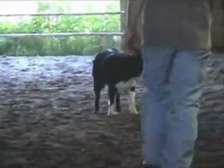 Обучение австралийской овчарка пасти рогатый скот