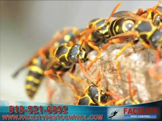Newport Beach Pest Control