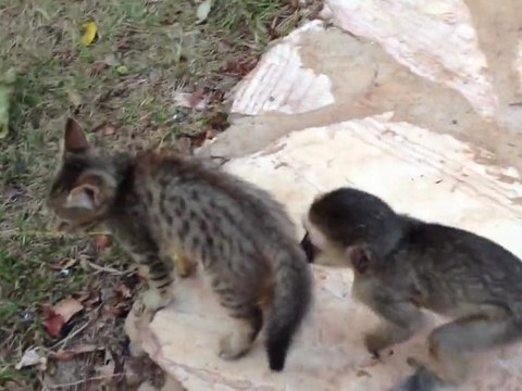 Bébé singe s'amuse avec un chaton