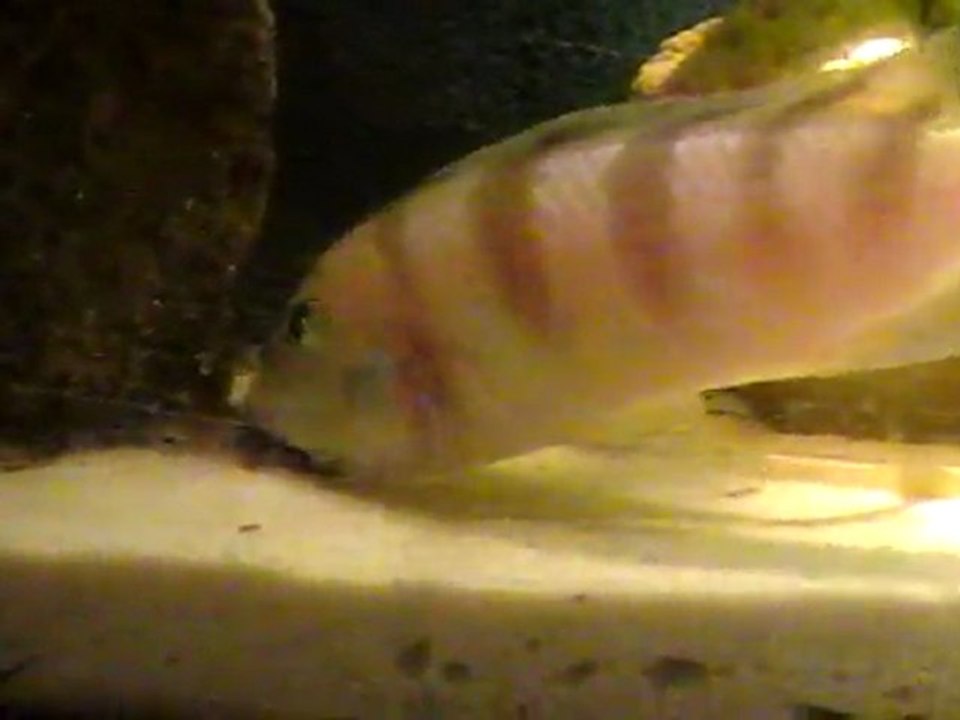 repro_lombardoi