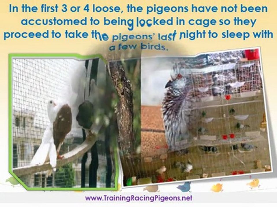 Dependable Facts in Training Pigeons