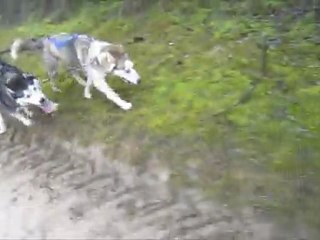 DES HUSKIES ET DES HOMMES