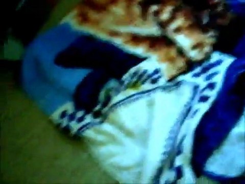 Bretzel mon vison bébé joue dans sa chambre avec le ballon été 2010 / my pet mink play