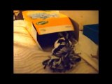 Bretzel mon vison bébé sur le lit compilation juin 2010 / my pet mink