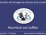 Nourriture aux buffles et bufflonnes de la Chèvrerie de la Baie - Tréguennec