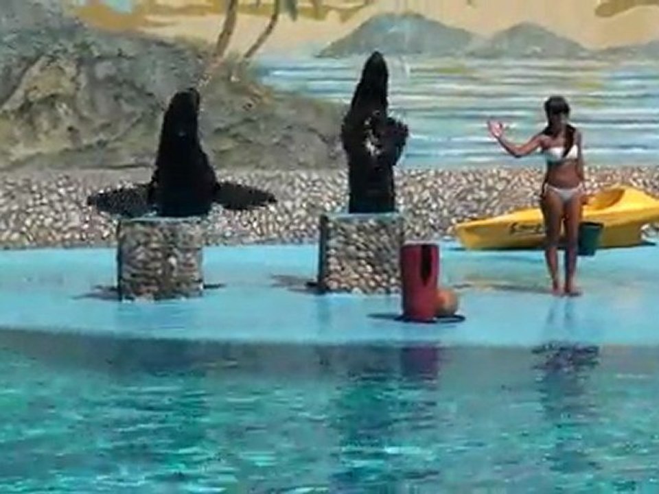 VOYAGE EN FEVRIER  2012 SALSA  ET SORTIE A L'AQUARIUM AVEC LE GROUPE DES CUBAINS